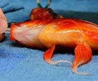 Peixinho dourado passa por cirurgia para retirada de tumor 