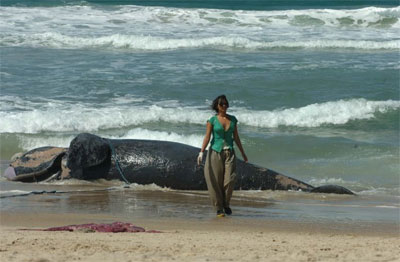 Filhote de baleia  encontrado morto em praia de Florianpolis