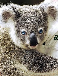Austrlia v primeiro nascimento de coala de olho azul