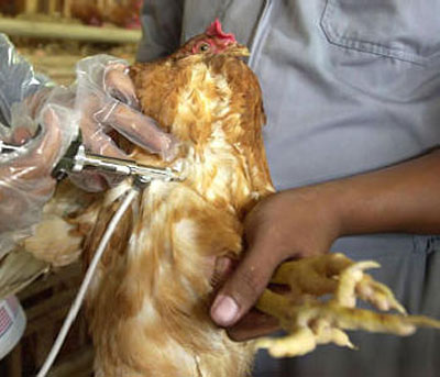 Setor de aves na China perde US$1,6 bi devido  gripe aviria  