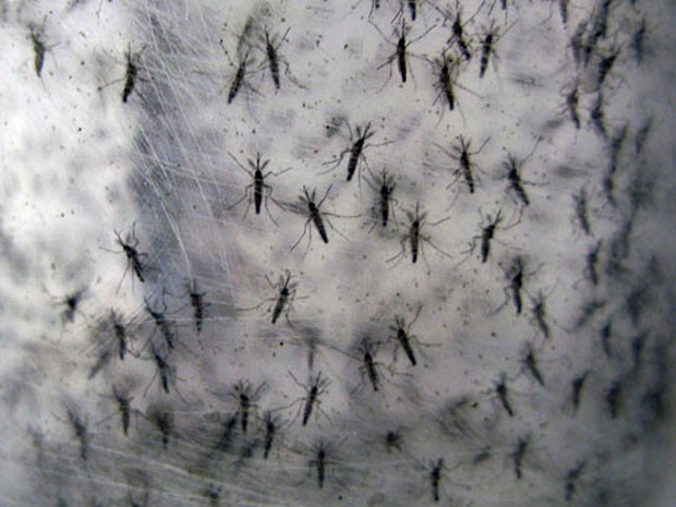 Brasil inaugura primeira fbrica de mosquitos da dengue