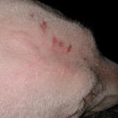 Cadela fica ferida aps cair de avio e cliente reclama 