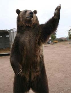 Urso marrom mata domador em centro de treinamento 
