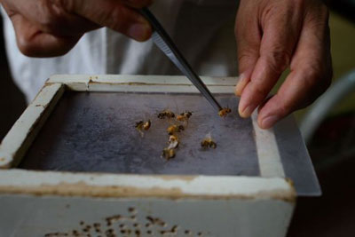 China usa picada de abelhas na medicina e recebe criticas de cientistas