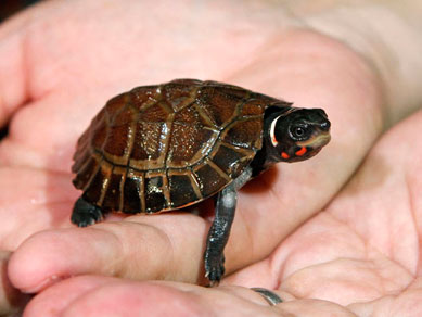 Hong Kong devolve tartarugas ameaadas de extino s Filipinas