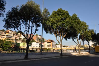 Prefeitura poda rvores da avenida Beira-Rio  