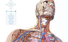 Google Earth da anatomia permite explorar o corpo humano