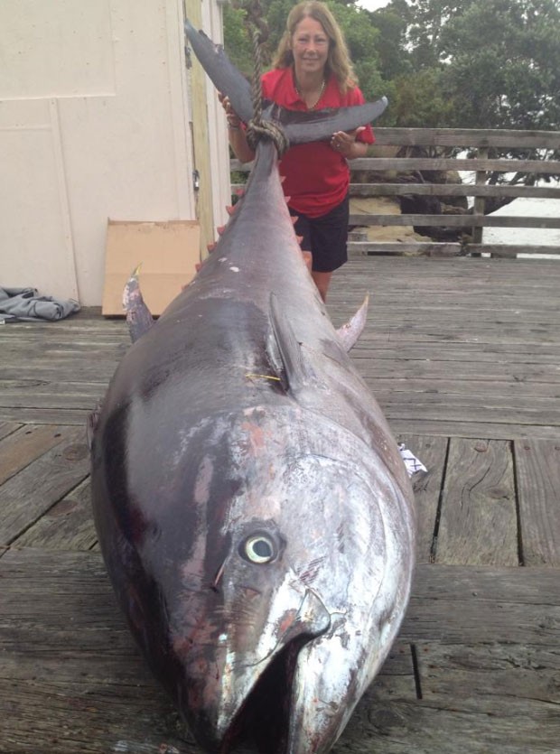Aps 4 horas, neozelandesa fisga atum de 411,6 quilos e bate recorde