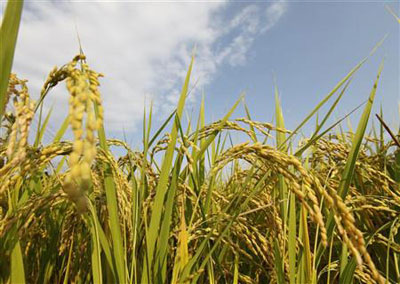 Japo encontra arroz contaminado perto de usina nuclear