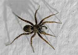 Estudo revela: aranha gosta de macho que se finge de morto.