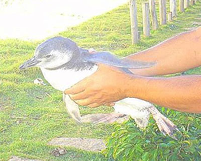 Pinguins Chegam vivos nas Praias De Maratazes