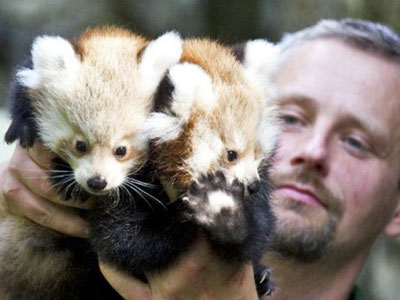 Filhotes de panda-vermelho so apresentados em zoo da Alemanha