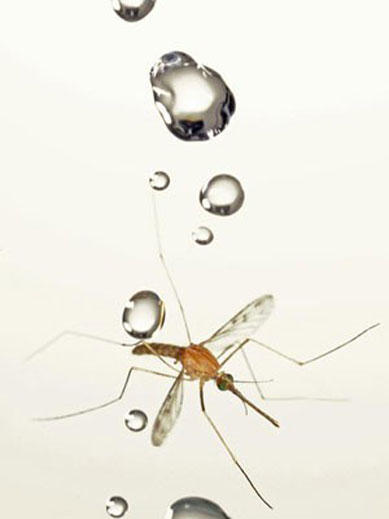 Estudo desvenda como mosquitos sobrevivem  chuva