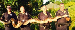 Cobra enorme devoradora de gatos  capturada nos EUA