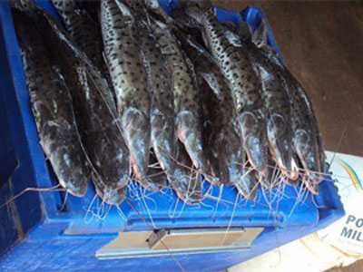 PM apreende 25kg de pescado irregular em Capinpolis, MG  