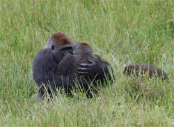 Gorila  flagrada em posio sexual rara no Congo 