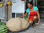 Agricultora encontra batata de 80 kg em stio na Zona Rural 