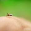 Alunos do ensino mdio desenvolvem larvicida contra dengue