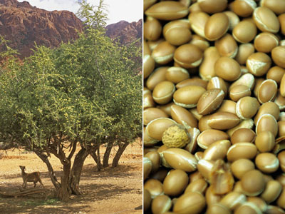 leo de rvore do Marrocos ajuda a hidratar cabelos, unhas e pele