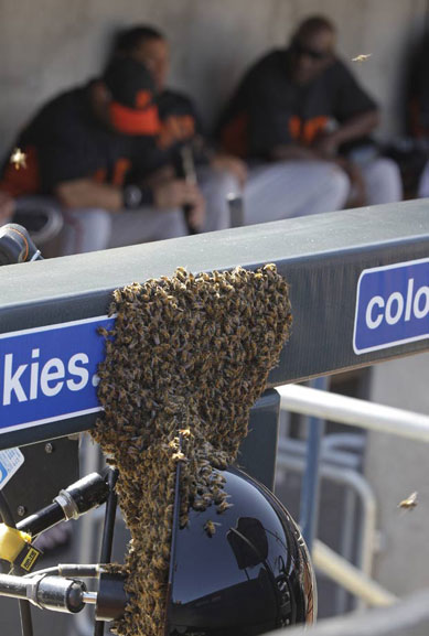 Enxame de abelhas paralisa jogo de beisebol nos EUA