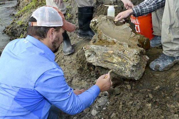 Possvel esqueleto completo de mamute  encontrado nos EUA