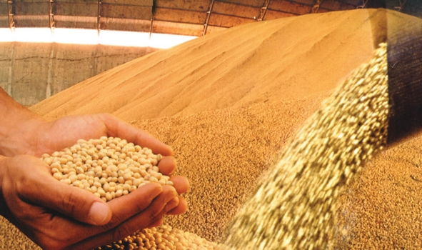 Conab eleva previso para safra de soja do Brasil 2014/15 a 