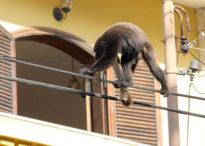 Macacos bagunceiros tiram sossego de moradores de Sorocaba
