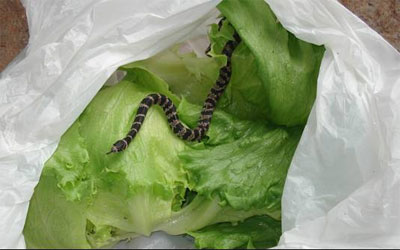 Cobra  encontrada dentro de geladeira em MS
