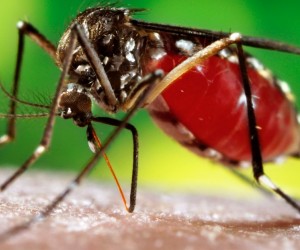 Dengue se espalha e MS registra 13,7 mil casos; 3 mortes so