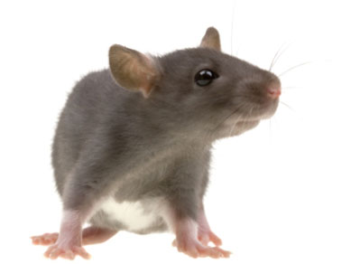 Remdio contra o cncer reduz efeitos do Alzheimer em ratos