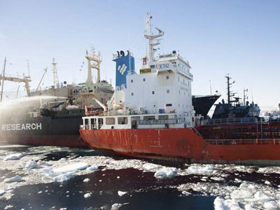 Japo culpa ONGs por baixa captura de baleias na Antrtica desde 1987  