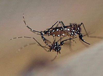 Dengue  doena tropical de propagao mais rpida, diz OMS 