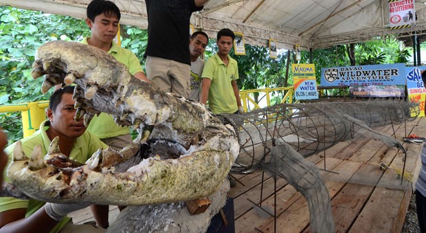 Morto em fevereiro, maior crocodilo em cativeiro do mundo ir a museu