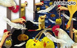 Invaso de galinhas suspende aulas em escola da Filadlfia
