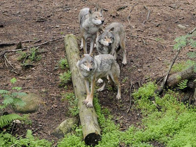 Alcateia de lobos mata funcionria de parque natural na Sucia