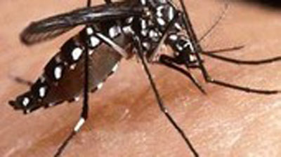 Primeiros casos de Dengue tipo 4 so registrados no ES