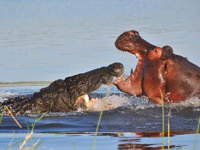 Fotgrafo flagra luta entre hipoptamo e crocodilo