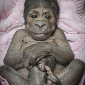 Beb gorila nasce em zoolgico dos EUA e  rejeitado pela m