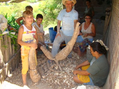 Mandioca gigante encontrada em Maratazes