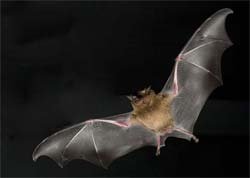 Morcegos 'copiam' insetos  criam miniciclones para se manter