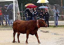 Fezes de vaca do carro no futebol espanhol