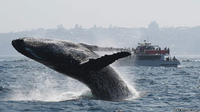 Show de baleias em procisso encanta na Austrlia