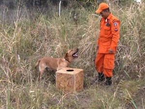 Cachorros auxiliam no trabalho do Corpo de Bombeiros de Roraima