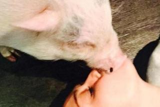Amor suno! Miley Cyrus beija porco na boca e causa polmica