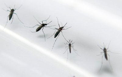 Panam investe em mosquitos modificados para conter dengue