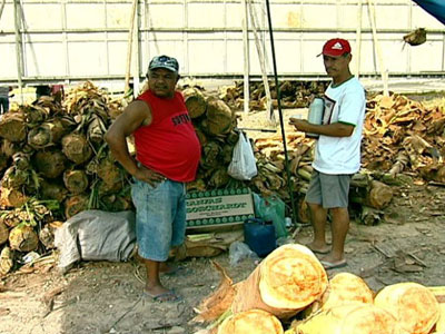 Vendedores de palmito reclamam de falta de estrutura na Serra, ES