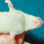 Cientistas suos curam artrite em camundongos
