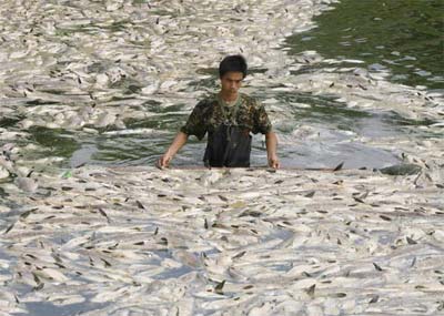 Intoxicao mata 50 toneladas de peixes 