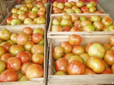 Parceria para reduzir agrotxicos nas culturas de tomate  