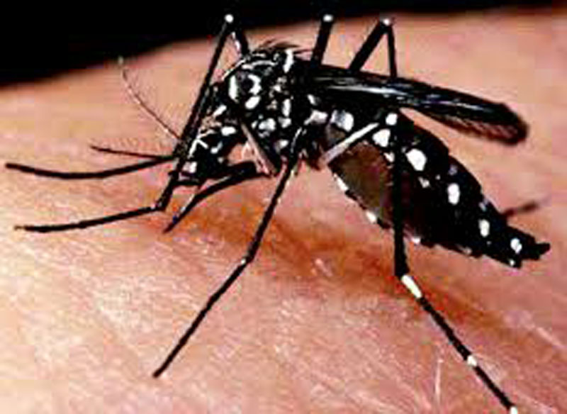 Aedes aegypti representa risco em 125 municpios do pas